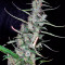 Hawaiian Snow (GHS) Cannabis-Samen