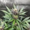 Humboldt Dream feminisierte Samen (Humboldt Seed Company)