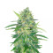 Indica Mix Samen feminisiert (Herbies Seeds)