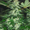 Mimosa Shot feminisierte Samen (Herbies Seeds)