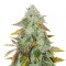 Peyote Critical (Barney's Farm) Cannabis-Samen