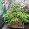 Super Orange Haze Auto feminisierte Samen (Mephisto Genetics)