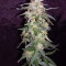 Sweet CBD Auto (Auto Seeds) Cannabis-Samen