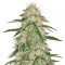 THC Bomb (Bomb Seeds) Cannabis-Samen