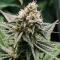 Tropicana Cherry (Barney's Farm)