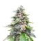 White Gold (Expert Seeds) Cannabis-Samen