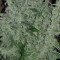 Original Auto Russian (Fast Buds) Cannabis-Samen