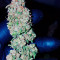 Afghani #1 (Sensi Seeds) Cannabis-Samen