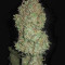Auto Ultimate (Dutch Passion) Cannabis-Samen