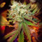 Black Domina (Sensi Seeds) Cannabis-Samen