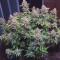 Critical Super Silver Haze (Delicious Seeds)