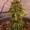 Dinamed CBD Autoflowering (Dinafem Seeds) Cannabis-Samen