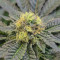 Do-Si-Dos (Pyramid Seeds) Cannabis-Samen