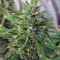 Hindu Kush (Sensi Seeds) Cannabis-Samen