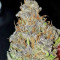 Julies Cookies (Big Head Seeds) Cannabis-Samen