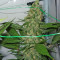 King Kong (Dr. Underground) Cannabis-Samen