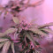 LA Confidential (DNA Genetics) Cannabis-Samen