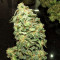 Mexican Sativa (Sensi Seeds) Cannabis-Samen
