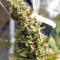 Northern Lights regular (Sensi Seeds) Cannabis-Samen