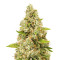 O.G. Kush (Seedstockers) Cannabis-Samen