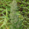 Orient Express (Ace Seeds) Cannabis-Samen