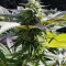 Sapphire Scout (Humboldt Seeds Organization) Cannabis-Samen