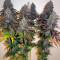 JillyBean regular (TGA Subcool Seeds / SubCool’s The Dank) Cannabis-Samen