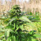 Super Skunk Autoflower (Seedstockers) Cannabis-Samen