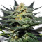 Sweetberry Cough Auto (Garden of Green Seeds) Cannabis-Samen