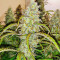 Black Herer Autoflower feminisierte Samen (EGS)