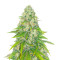 Eleven Roses Early Version feminisierte Samen (Delicious Seeds)