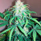 Exodus Cheese Auto (GHS) Cannabis-Samen