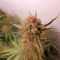 Gorilla Cookies Auto (Fast Buds) Cannabis-Samen zu verkaufen