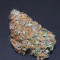 Original Auto Northern Lights (Fast Buds) Cannabis-Samen zu verkaufen