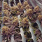 Orange Hill Special Cannabis-Samen Kaufen