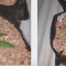 Critical Jack Herer Auto (Delicious Seeds) Cannabis-Samen