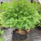 Pineapple Chunk Cannabis-Samen Kaufen