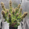 BCN Power Plant Autoflower Cannabis-Samen Kaufen