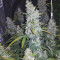 Auto White Widow Cannabis-Samen Kaufen