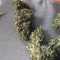 White Crystal Meth Auto (Original Sensible Seeds) Cannabis-Samen zu verkaufen