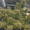 Kosher Cake Auto (Fast Buds) Cannabis-Samen zu verkaufen