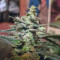 Lemon AK Auto Cannabis-Samen Kaufen