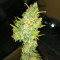 Bruce Banner #3 Cannabis-Samen Kaufen