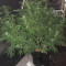 Auto Mazar Cannabis-Samen Kaufen
