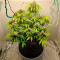 Super Lemon Haze Auto (Green House Seeds)