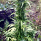Auto Daiquiri Lime Cannabis-Samen Kaufen