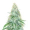 3 Bears OG Auto (Mephisto Genetics) Cannabis-Samen