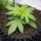 Apollo (Brothers Grimm Seeds)