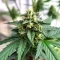Auto Georgia Pie (Advanced Seeds)