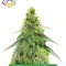 Autopilot Harvest Bundle #3: 3x5 seeds (Mixed)